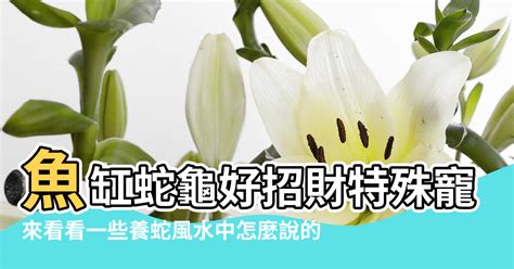 養蛇風水|在家門口看到蛇好不好 是什麼預兆